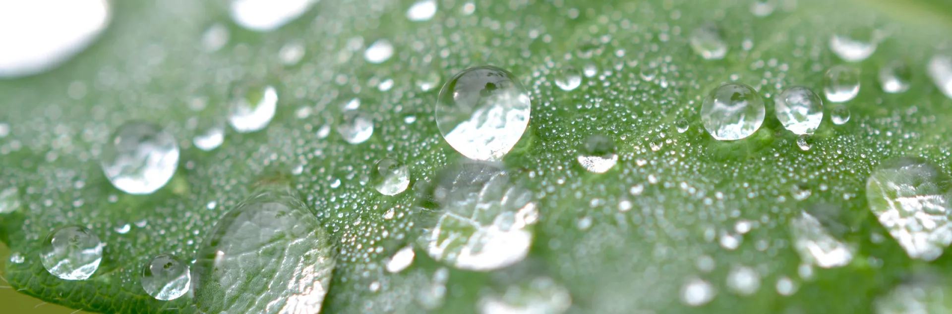 Close-up of numerous water droplets beading on the surface of a broad green leaf.