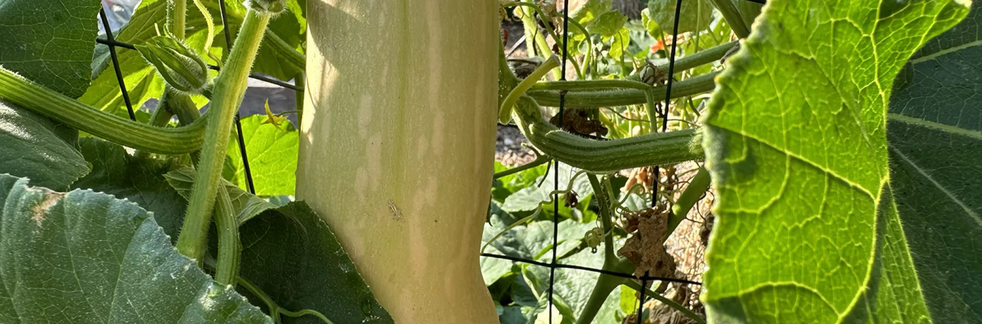 Winter Squash on the vine, Marin Edible Demonstration Garden photo Marty Nelson