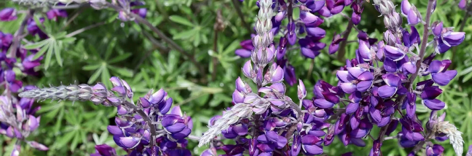 Ecosystem biodiversity in the garden