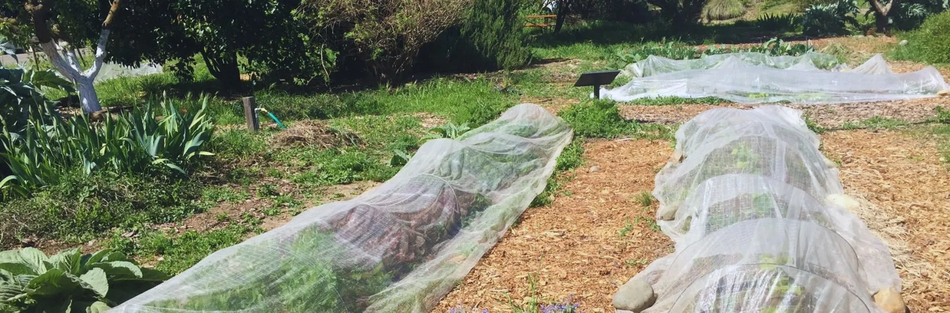 Garden with beds covered with row covers