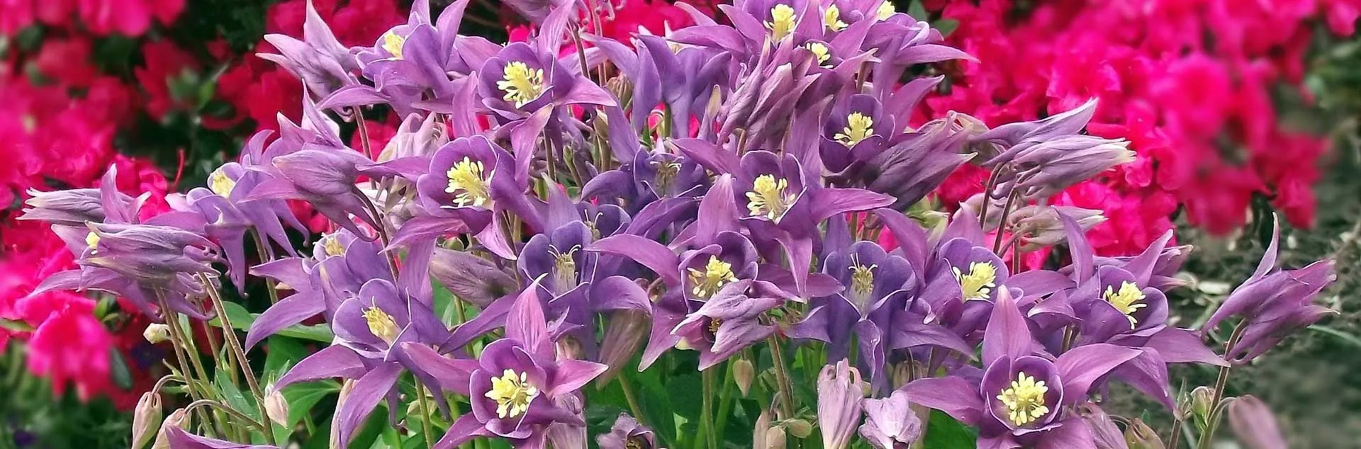 Gardening With Color