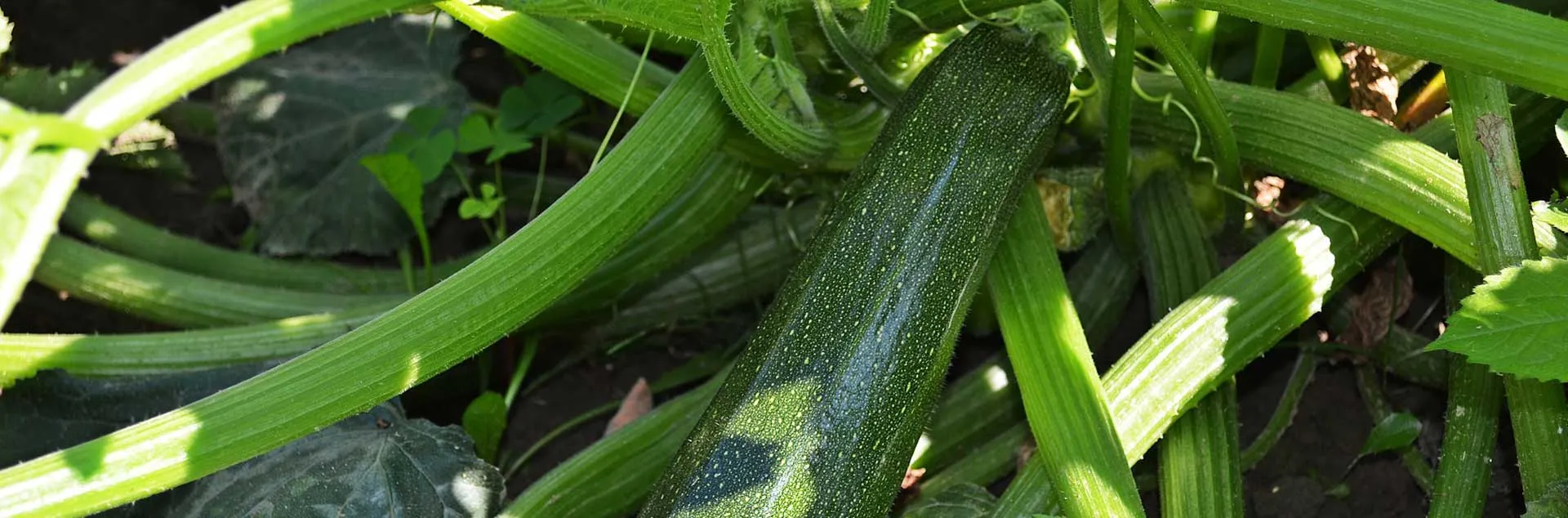 Hot Veggies for the Hot Season