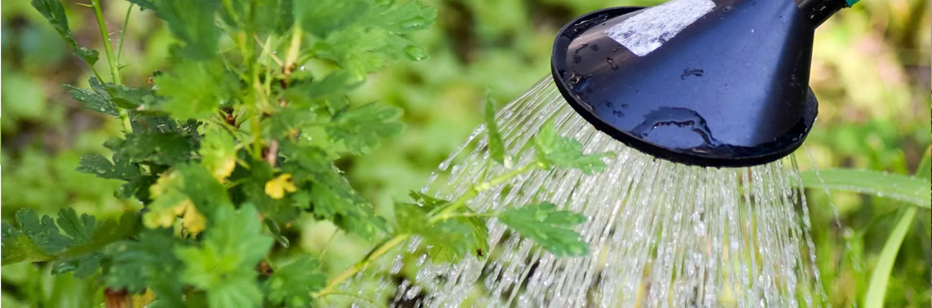 Gardens of the World - The Huntington