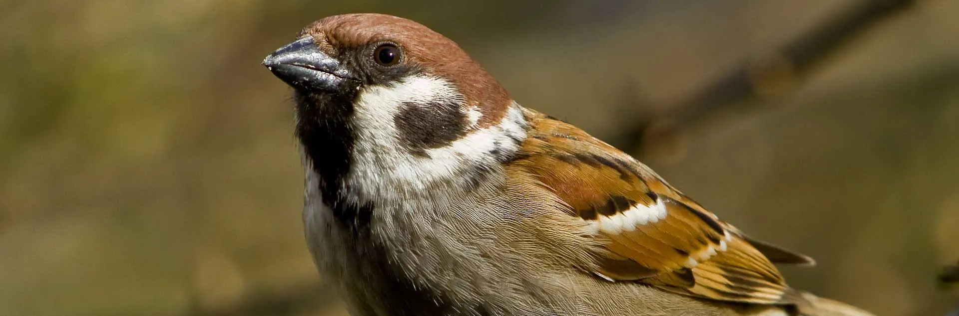 Monarch Nature Trail