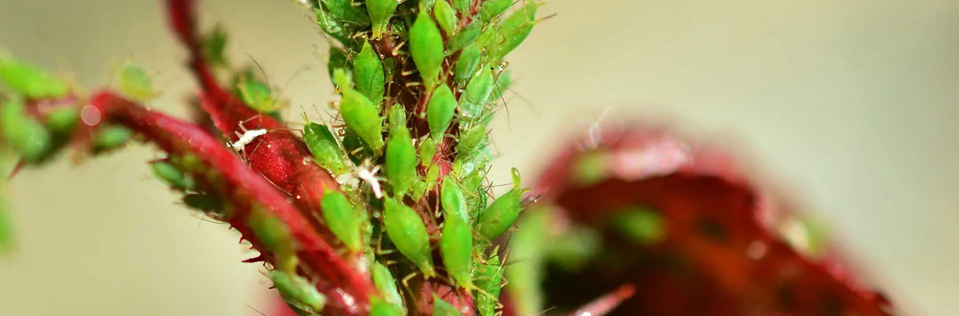 Managing Pests in Your Garden
