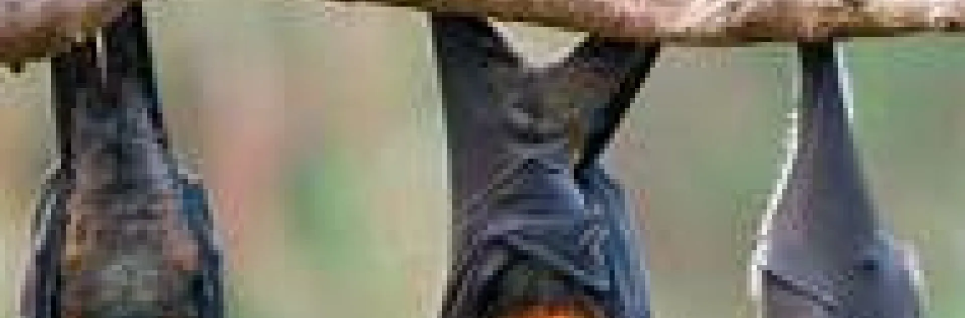 Alternative Pollinators?