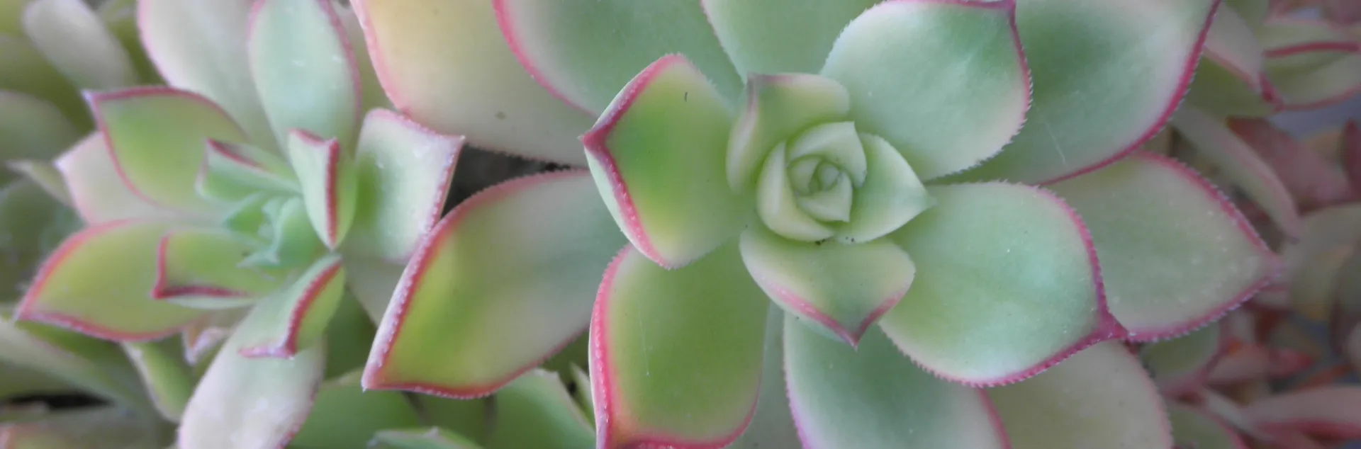 Succulent sale May 2025 Healdsburg