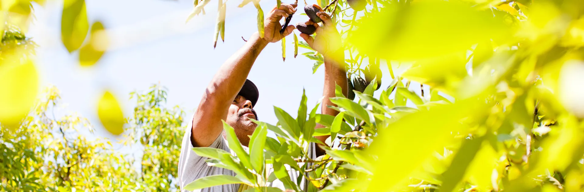 Harvesting avocados