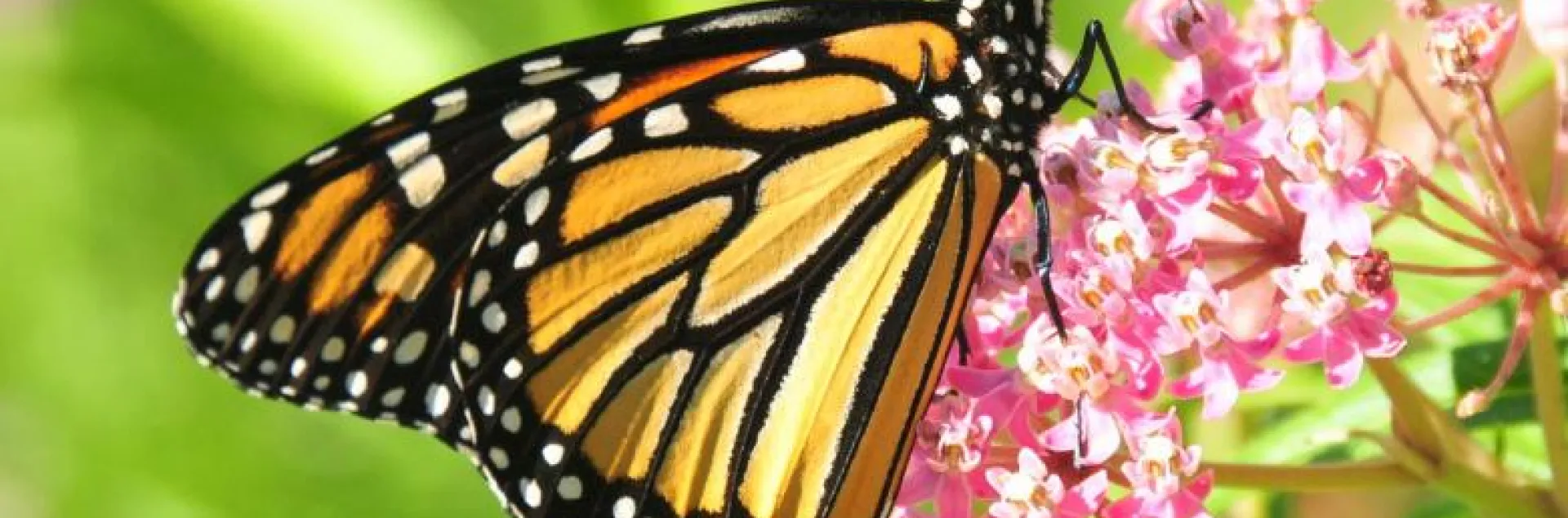 Monarch butterfly