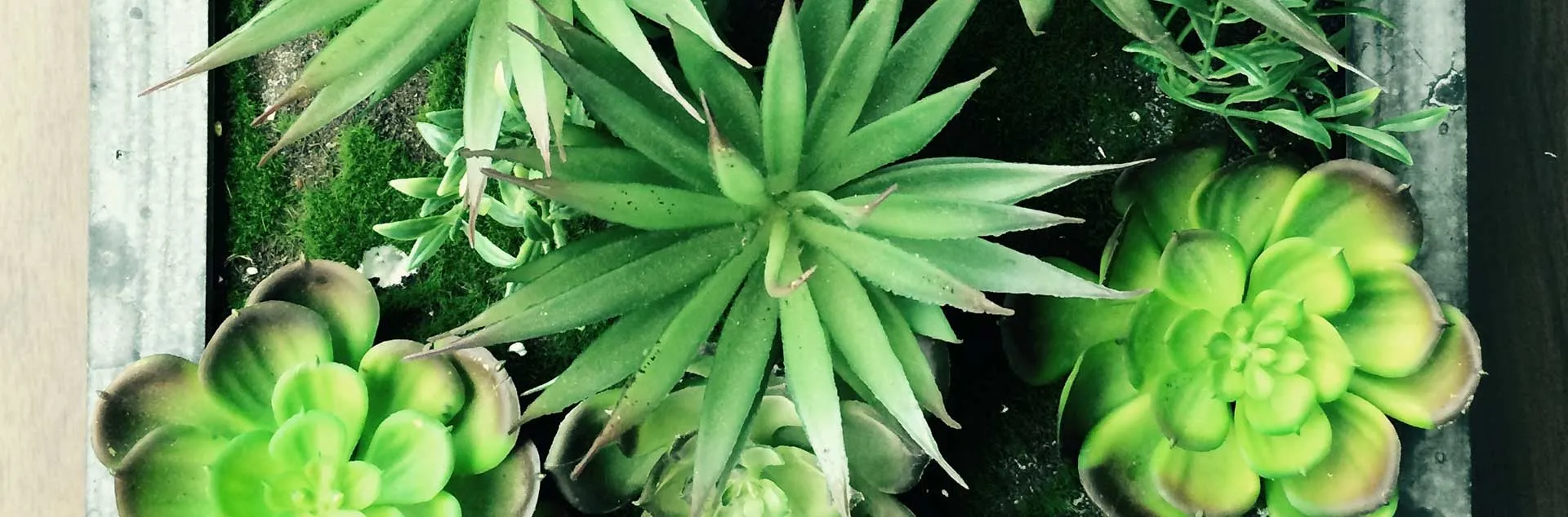 Succulents - Laguna Niguel