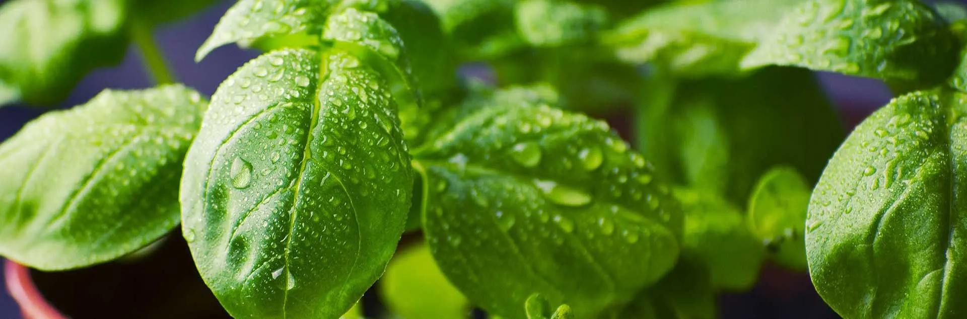 Growing Herbs for the Kitchen 