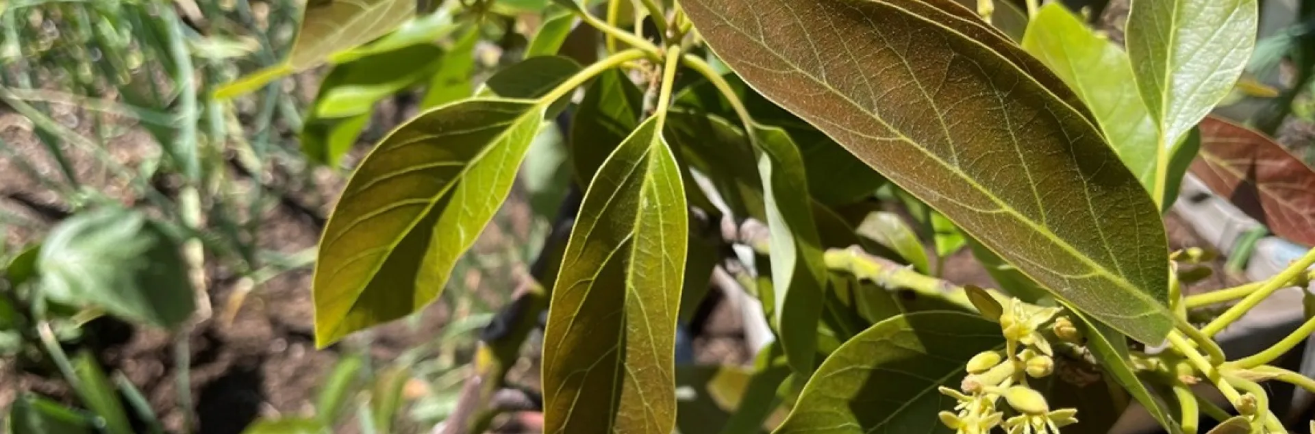 avocado leaves with purple hue
