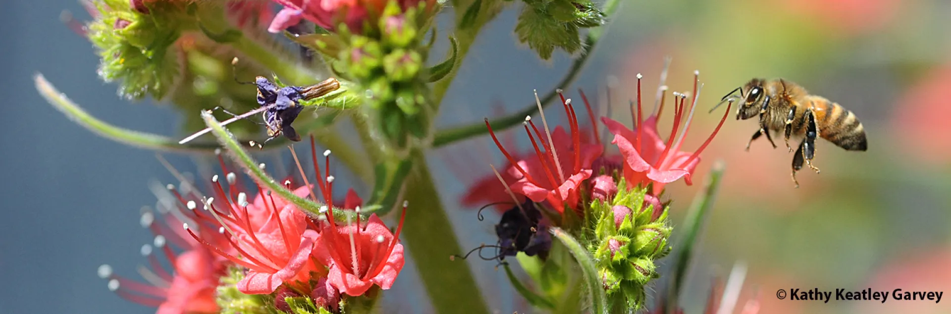 Honey bee heading toward the Tower of Jewels, Echium wildpretii. (Photo by Kathy Keatley Garvey)