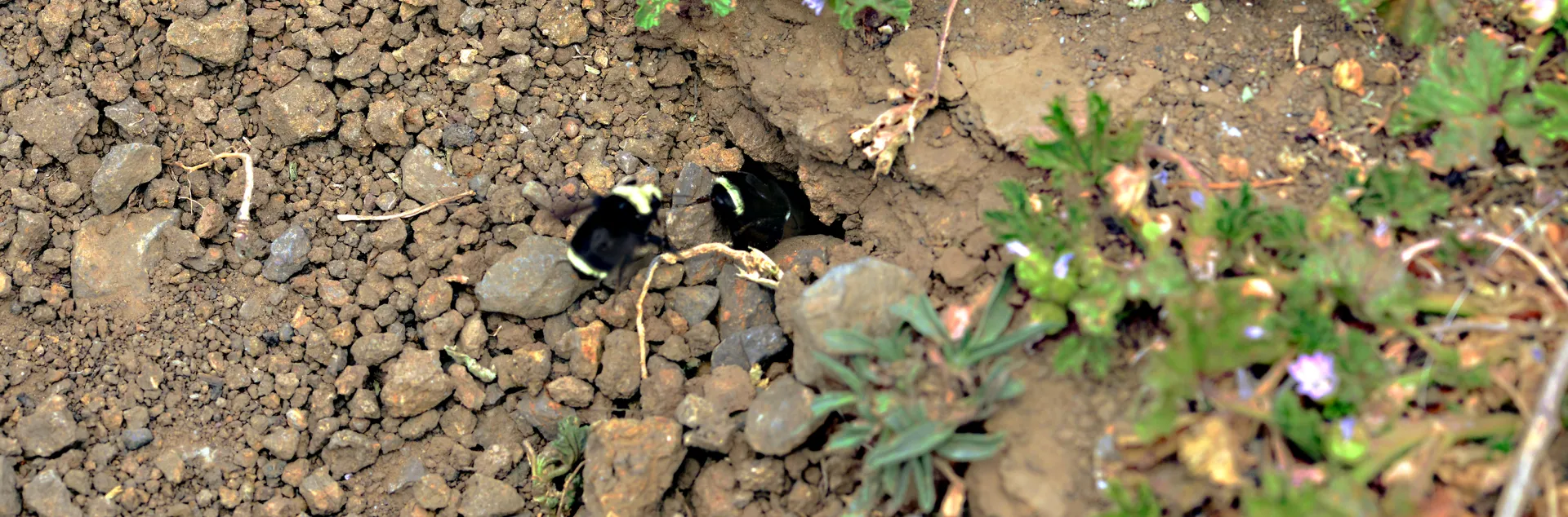 Bumble bees, Bombus vosnesenskii, entering their nest in Vallejo, Calif. (Photo by Kathy Keatley Garvey)