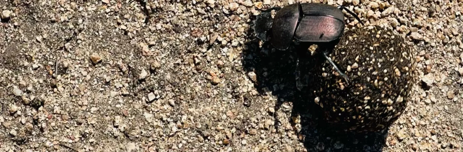 Dung beetle on the move. (Credit: Garvey Family Image)