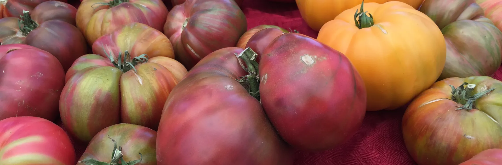 A colorful assortment of red, orange, and green tomatoes in different sized