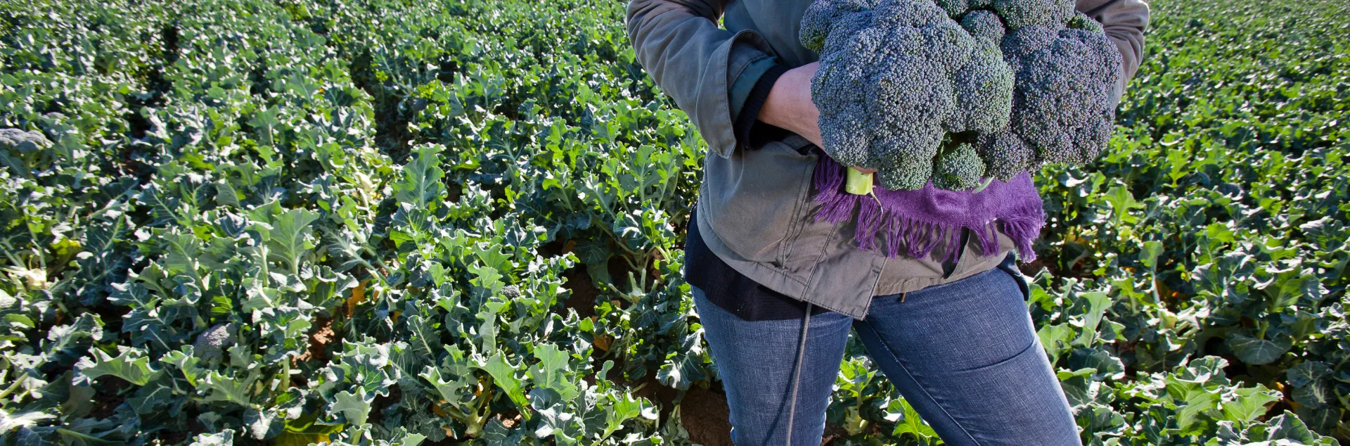 A person standing in a field holding broccoli