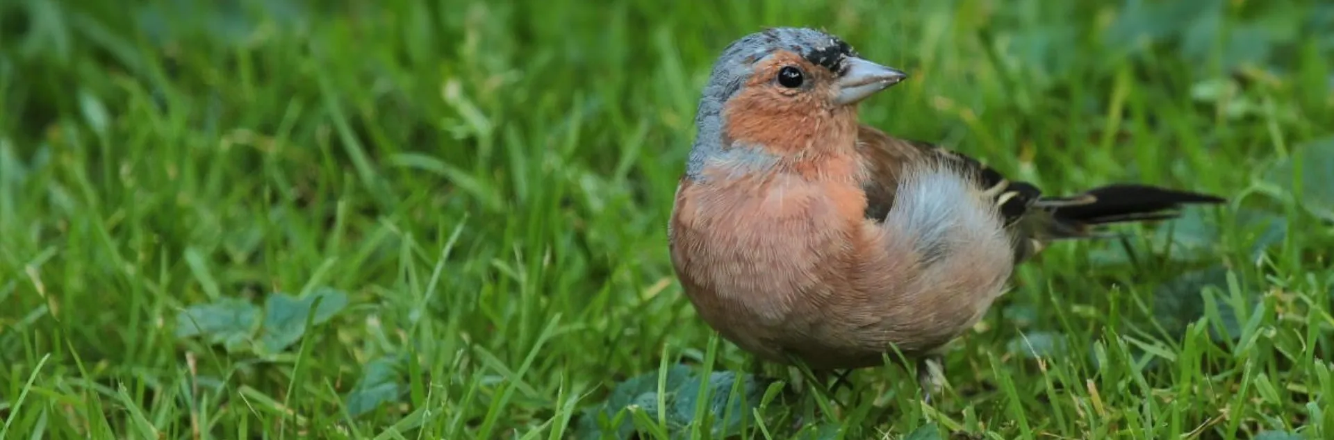 Robin in grass