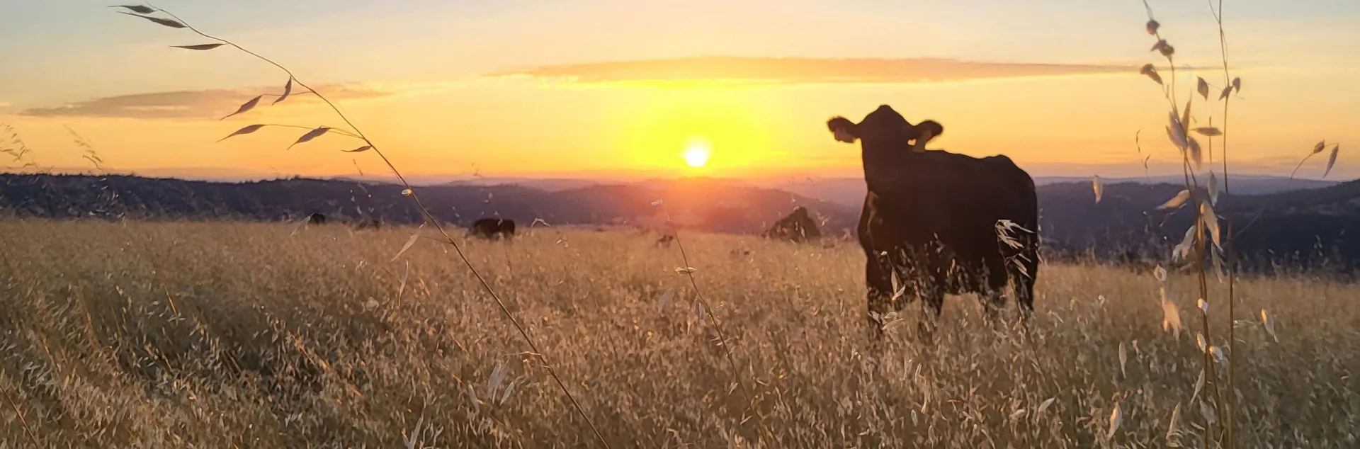 A cow in a field at sunset
