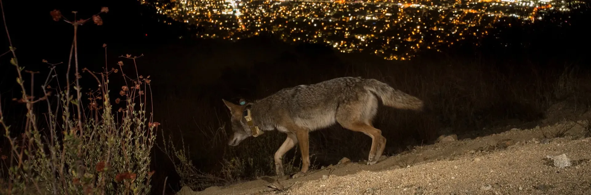 Un coyote que porta un collar con rastreador por las montañas de Los Angeles