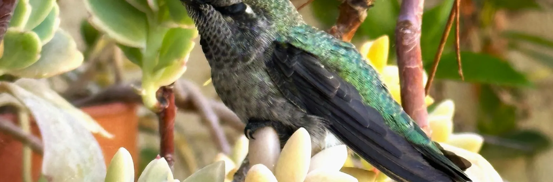 hummingbird on succulent in a pot
