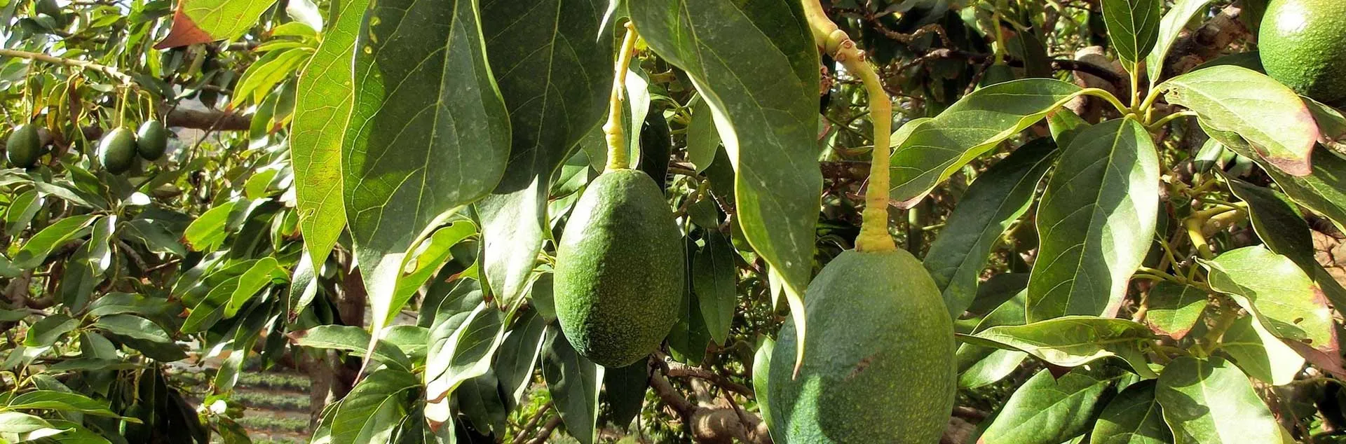 Amazing Avocadoes - Anaheim