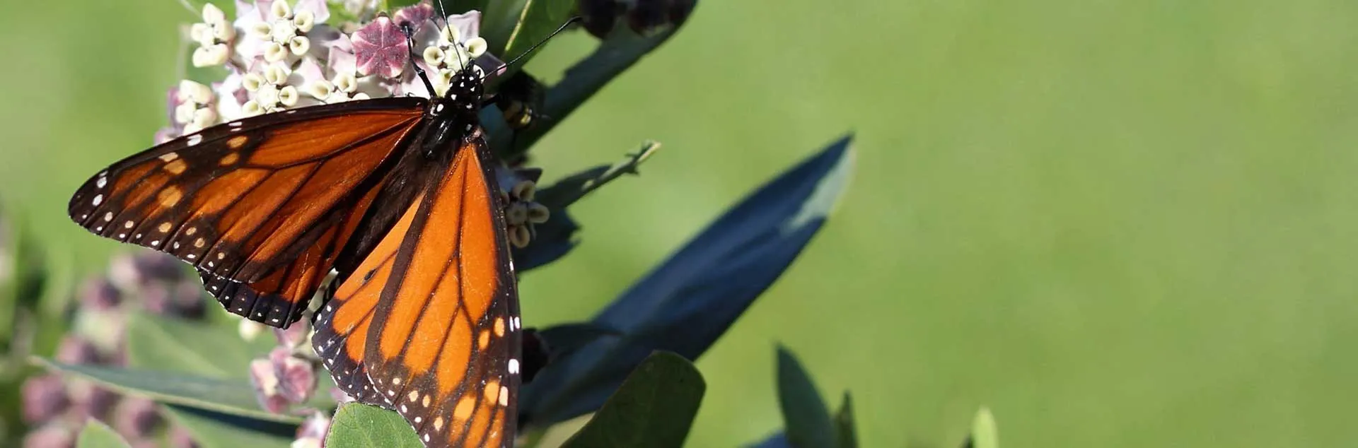 California Native Plants