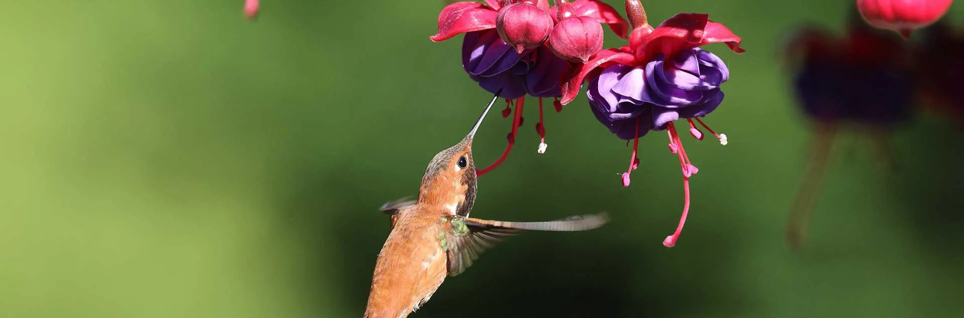 Create A Wildlife Habitat - Westminster