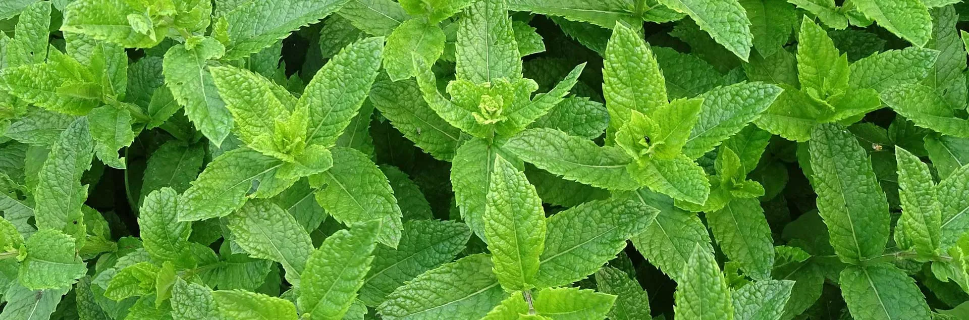 Growing Herbs - Laguna Beach