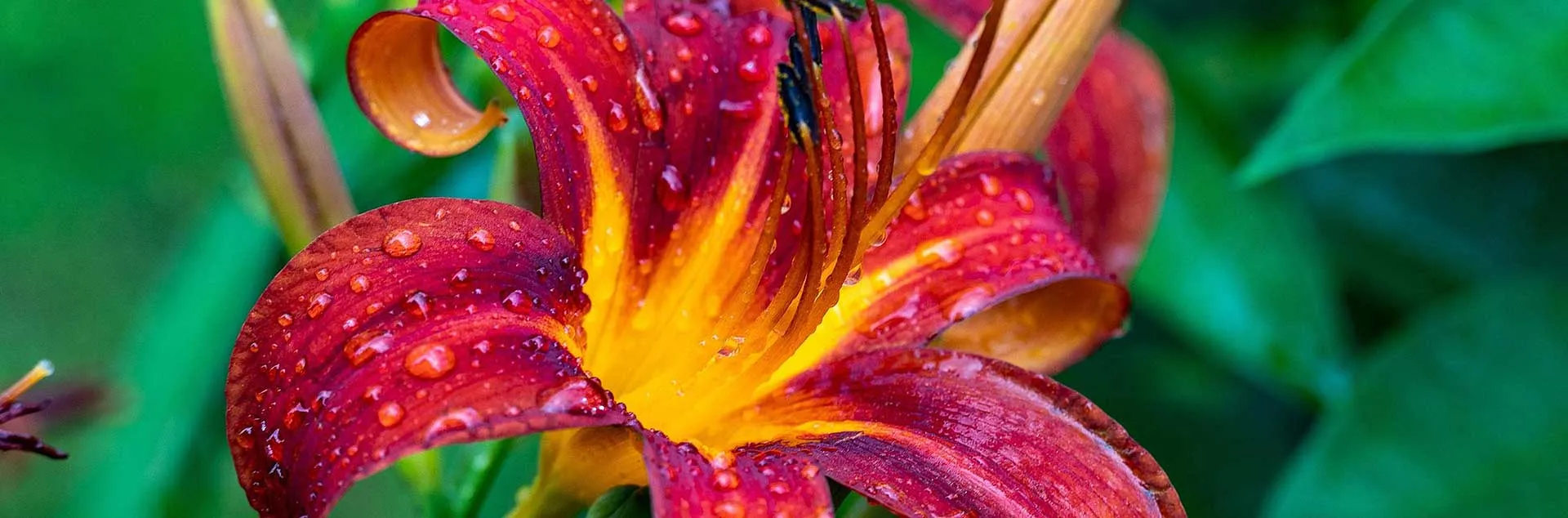 Growing Perennials - Laguna Woods