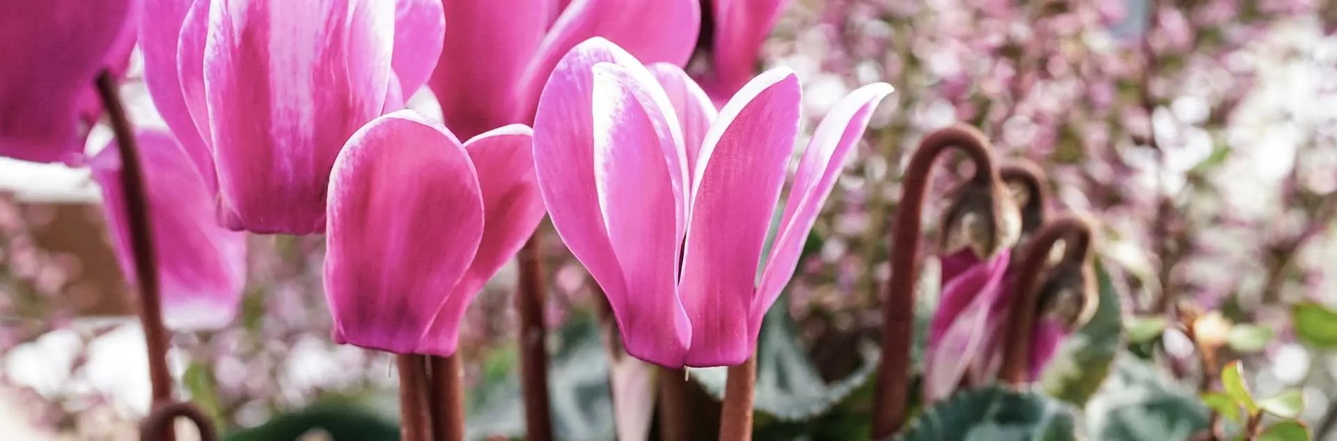 Growing Shade Plants - Lake Forest