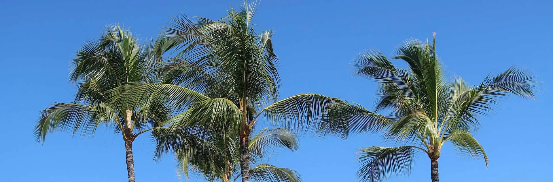 [PODCAST] Palm Trees