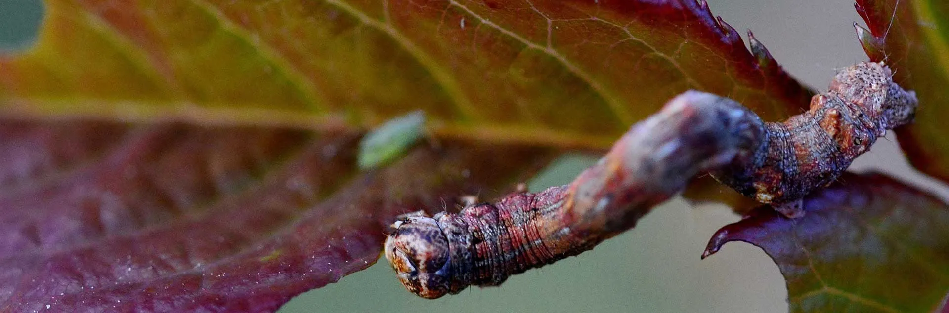 Pests That Bug Gardeners - Mission Viejo