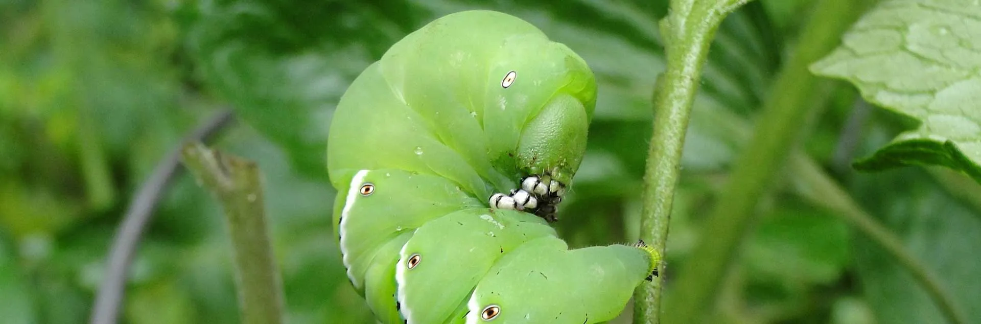 Pests and Diseases of Tomatoes - Fullerton