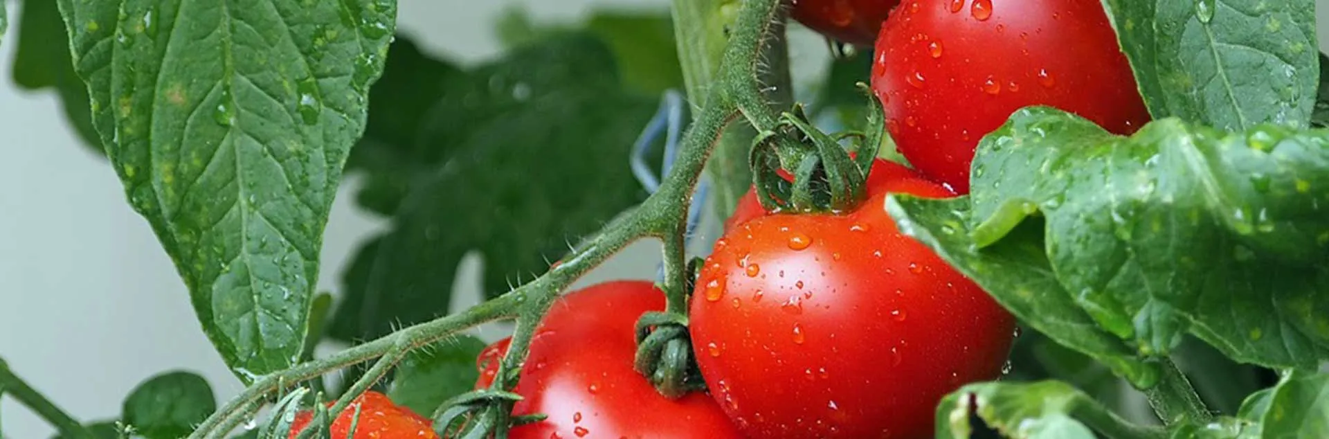 [PODCAST] Home Grown Tomatoes