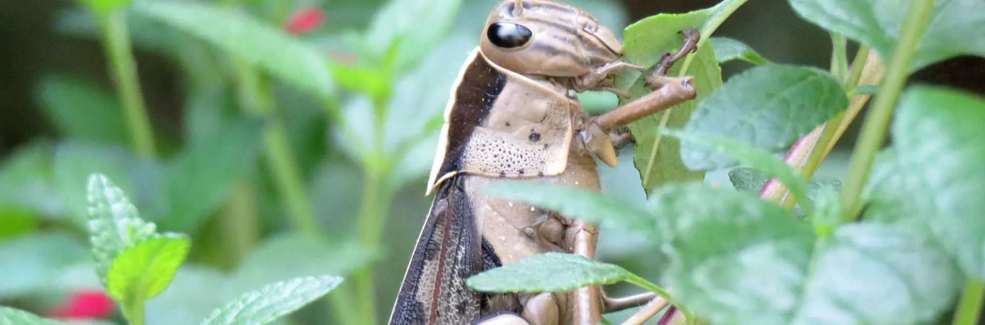 Visit Our Booth! - Corona del Mar