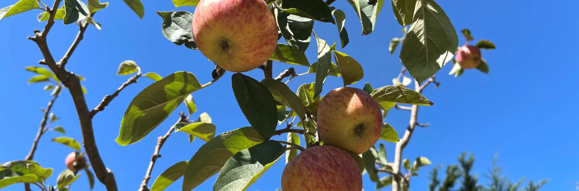 apple tree