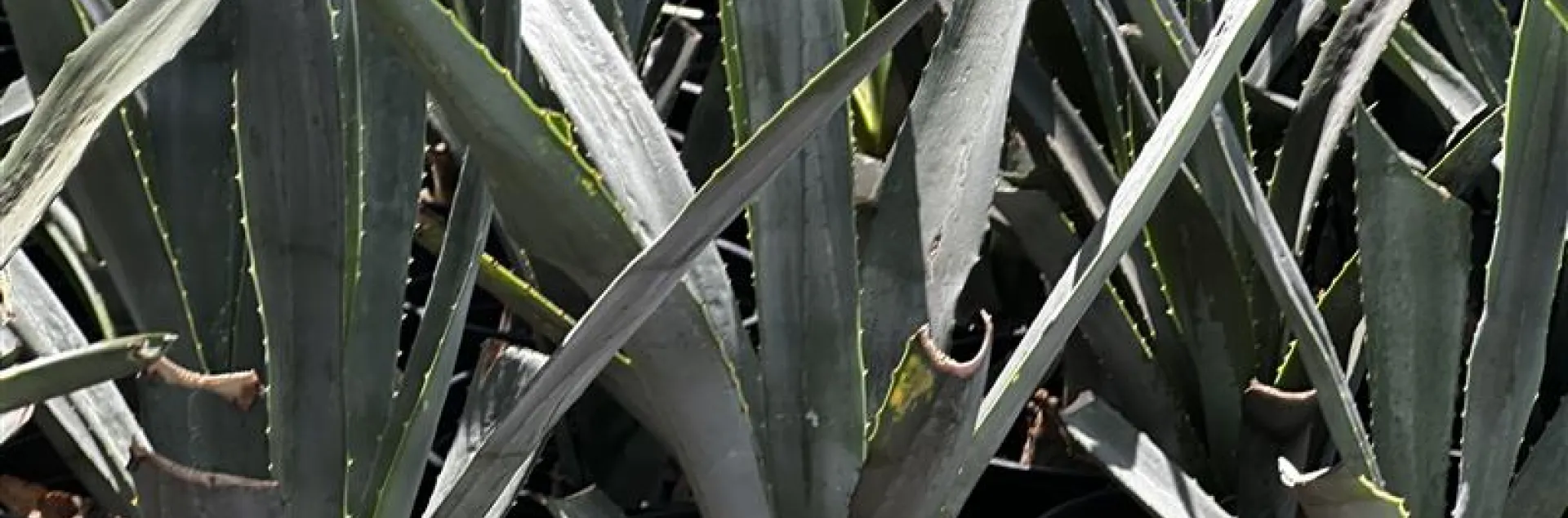 Plantas de agave.
