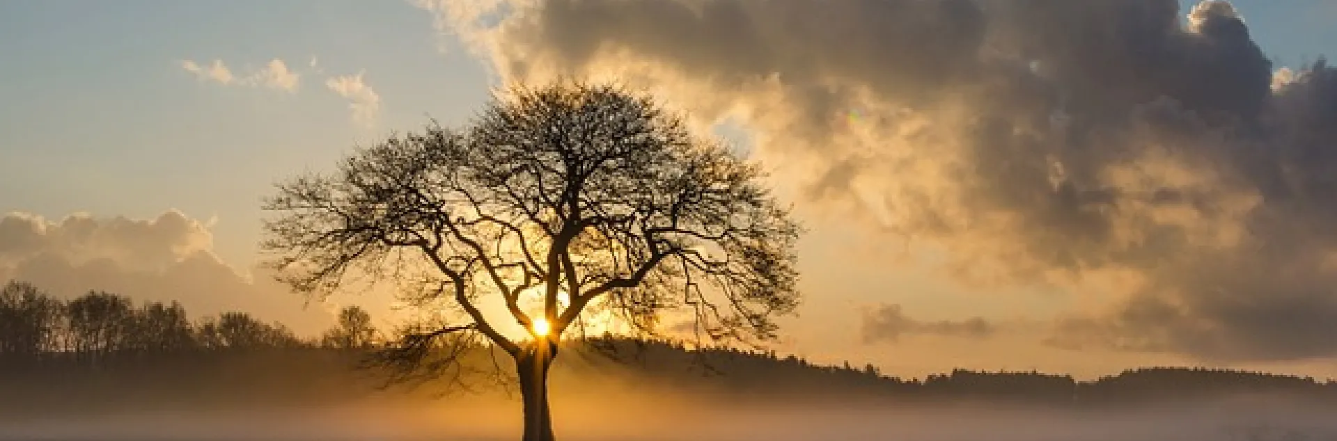 lone tree with sun shining behind with big clouds