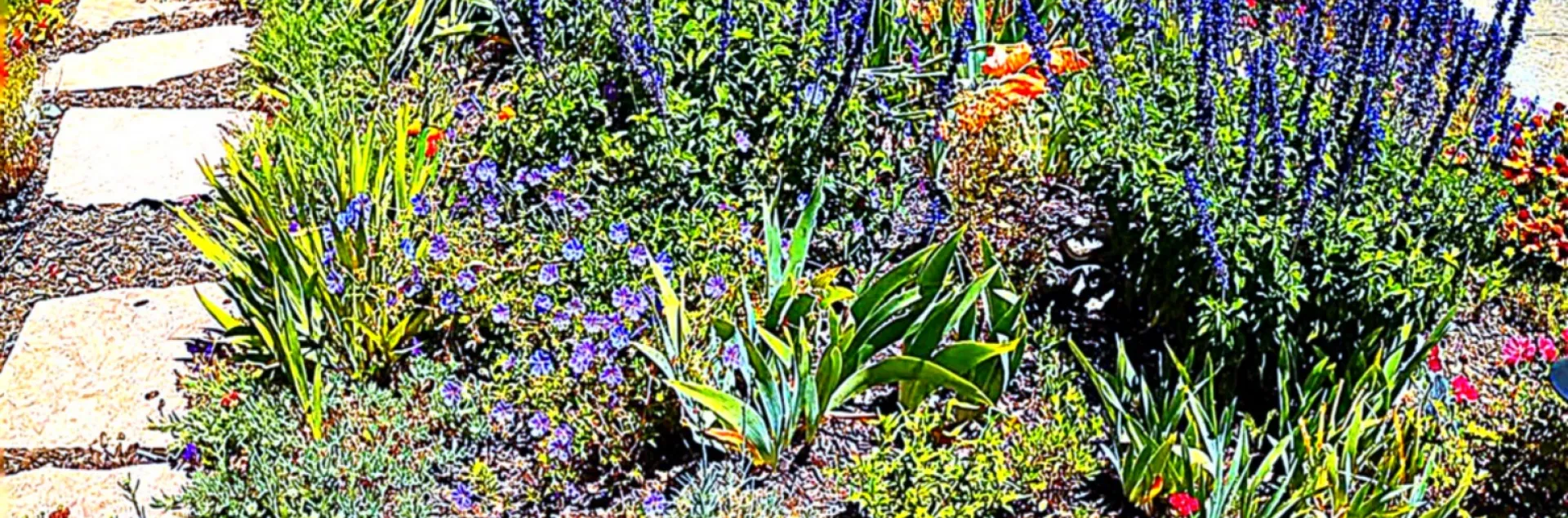 a garden with different types of summer perennials