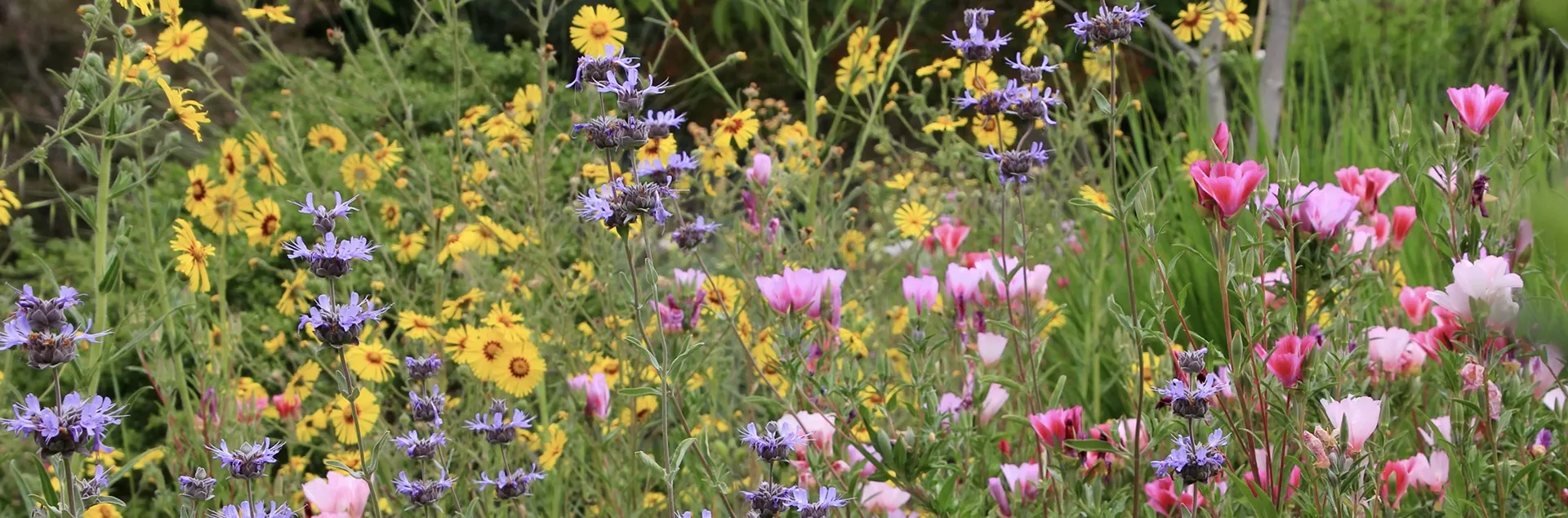 Learn how to use California native plants in your home garden