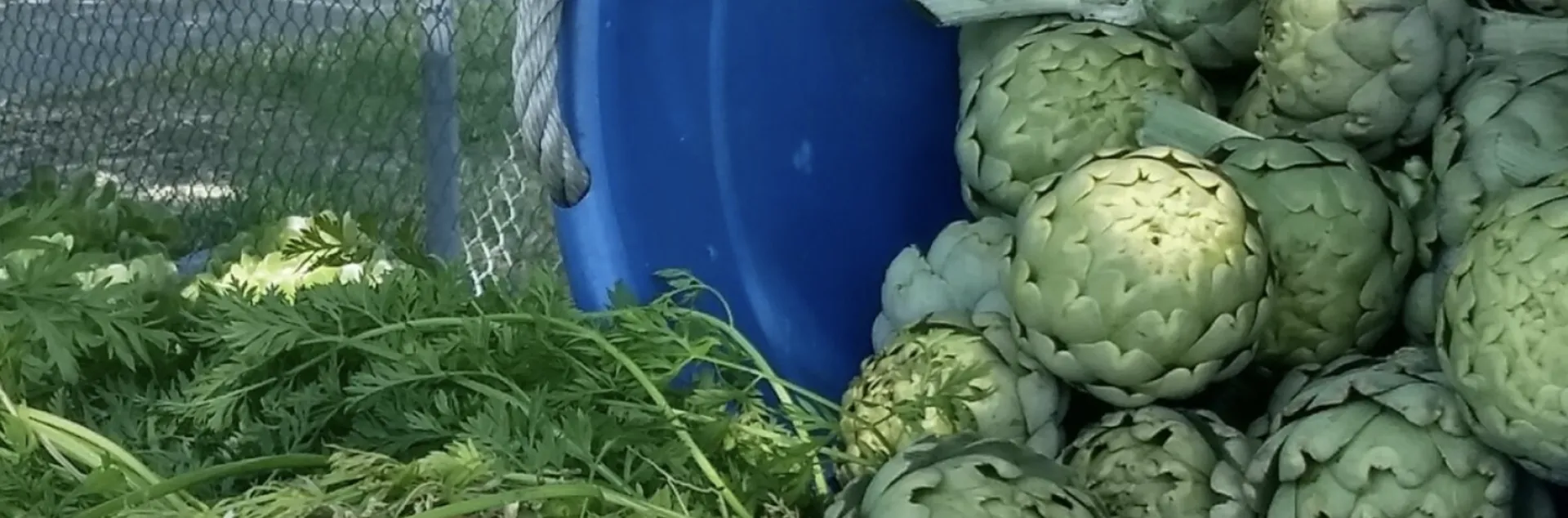 Green artichokes tumbling out of blue garden lug on outside table