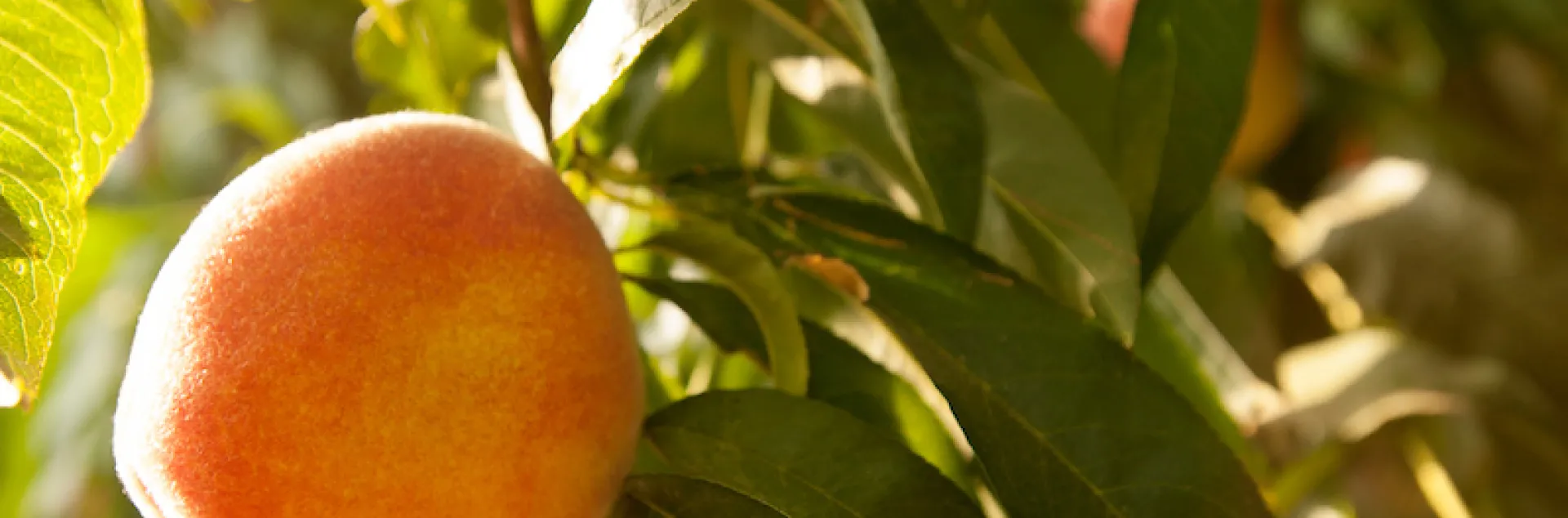 A single peach on the tree with green foliage.