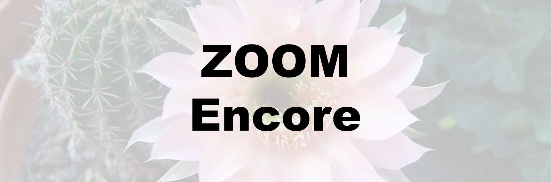 Grow Beautiful Succulents – Zoom Encore