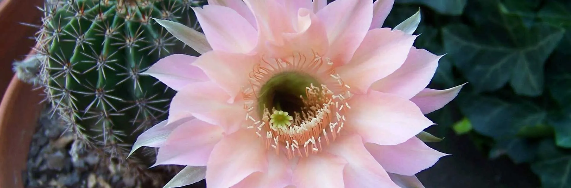 Grow Beautiful Succulents