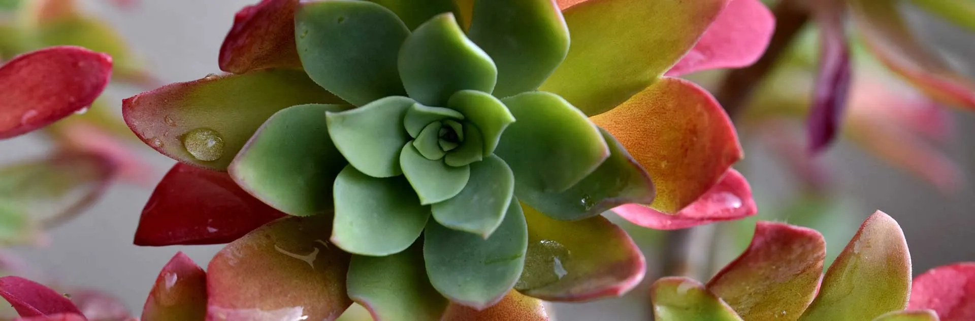 Succulents - Laguna Woods