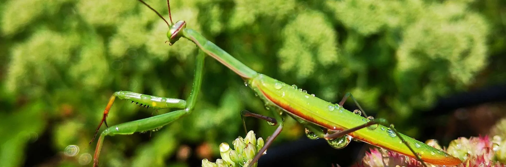 Beneficial Bugs - Yorba Linda