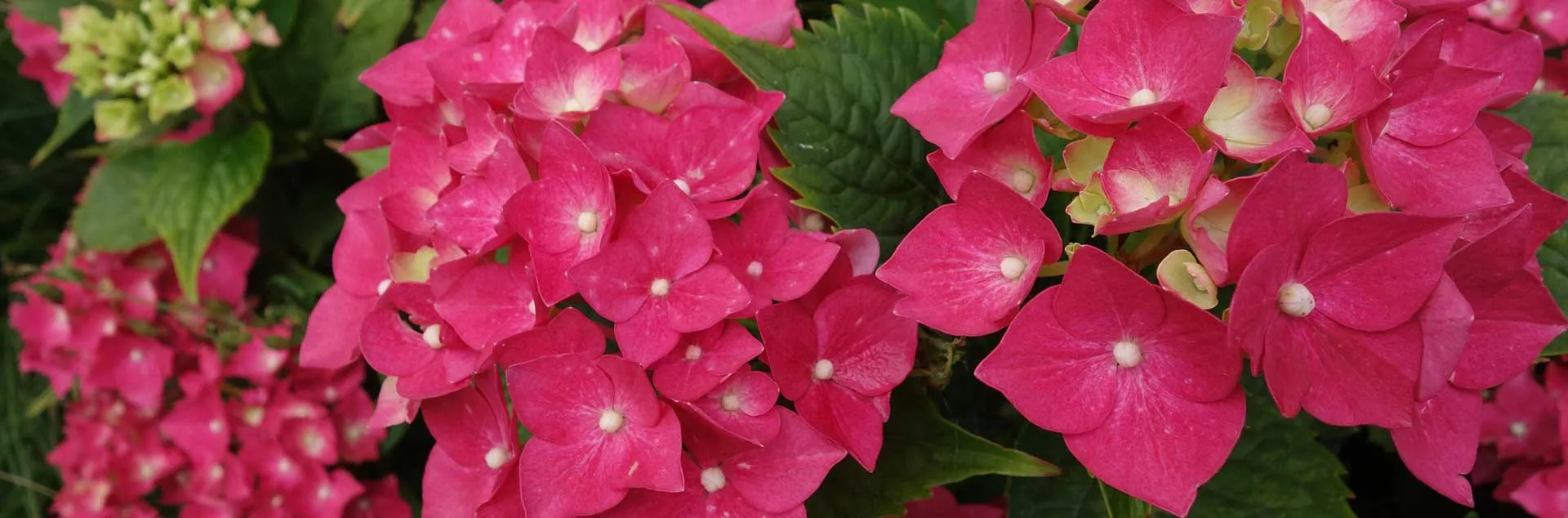 Shade Gardens - Laguna Beach