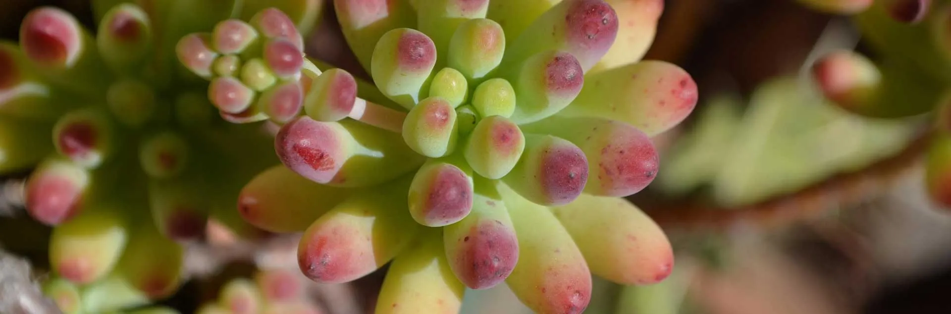 Succulents - Anaheim