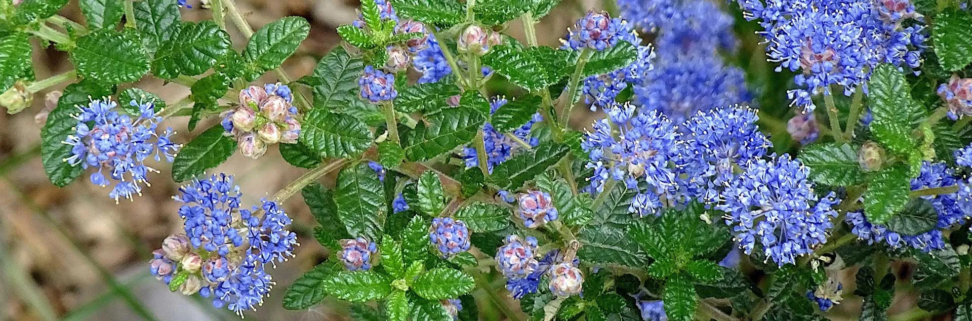 Visit Our Booth! - Corona del Mar